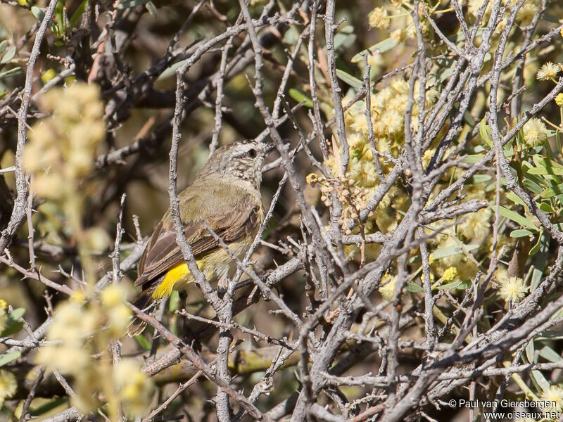 Yellow-rumped Thornbill