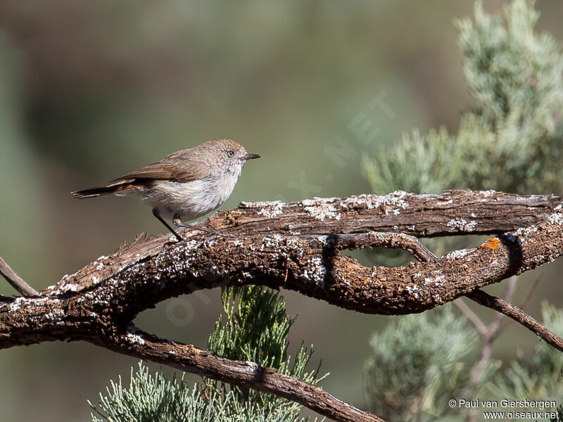 Chestnut-rumped Thornbill