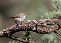 Chestnut-rumped Thornbill