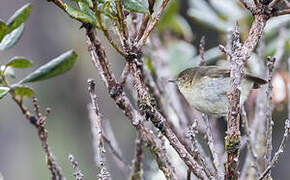 New Guinea Thornbill