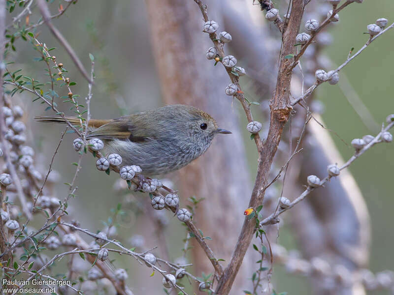 Tasmanian Thornbilladult, identification