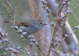 Tasmanian Thornbill