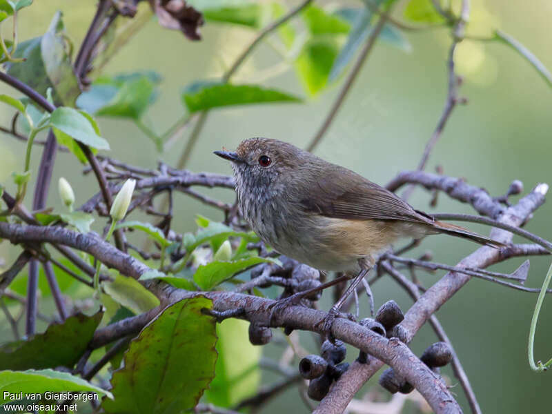 Brown Thornbilladult, identification