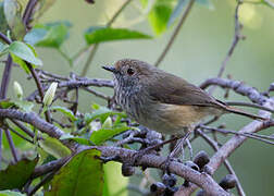 Brown Thornbill