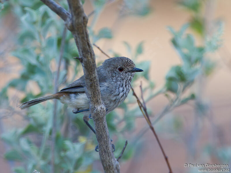 Inland Thornbill