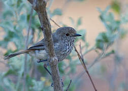 Inland Thornbill