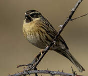 Accenteur à gorge noire