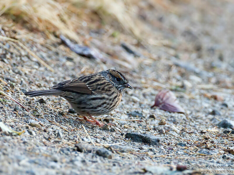 Rufous-breasted Accentor