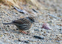 Rufous-breasted Accentor