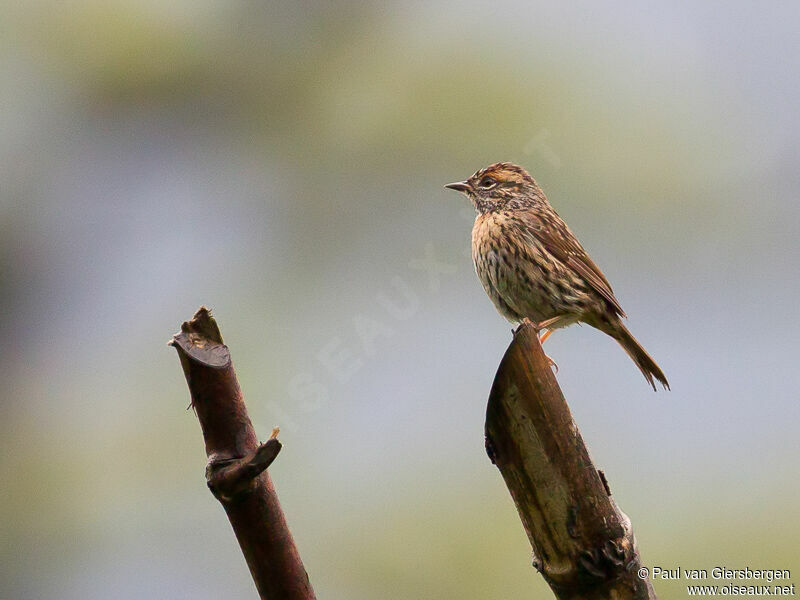 Rufous-breasted Accentor