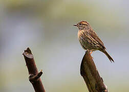 Rufous-breasted Accentor