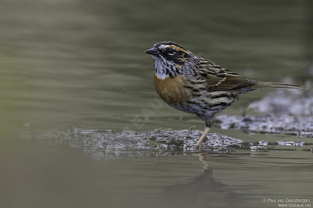Rufous-breasted Accentoradult