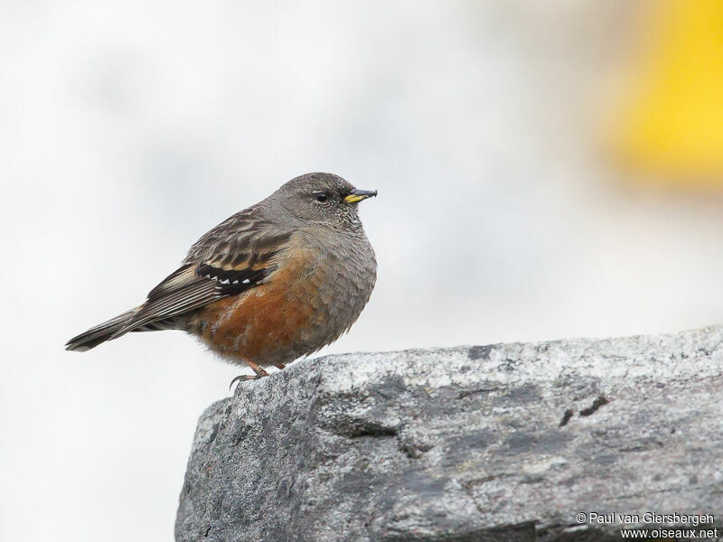 Accenteur alpin