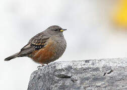 Alpine Accentor