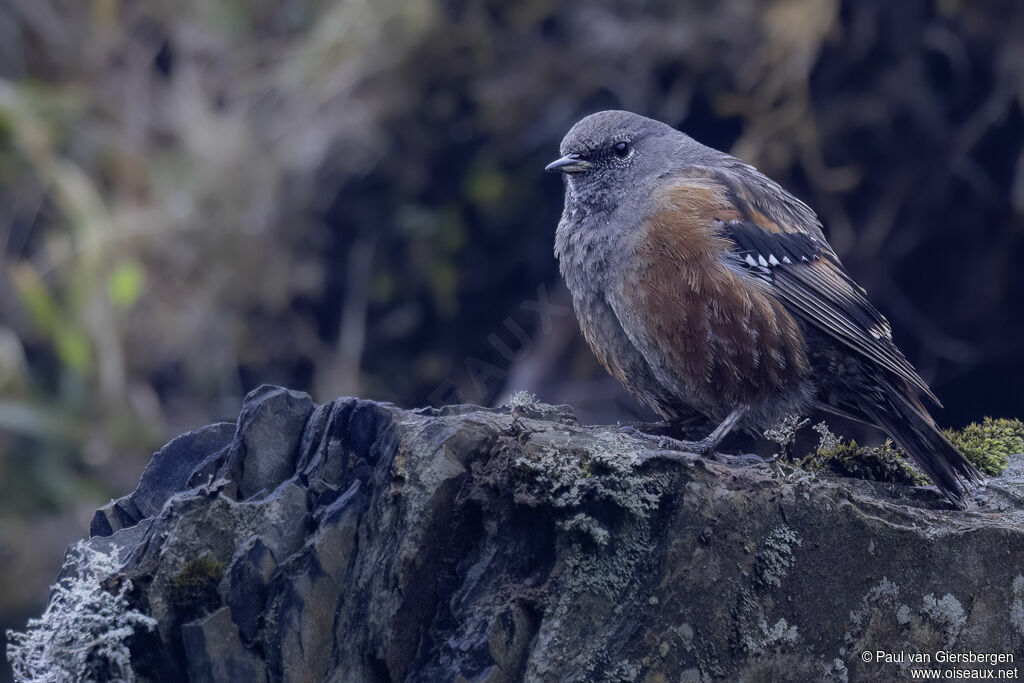 Alpine Accentoradult
