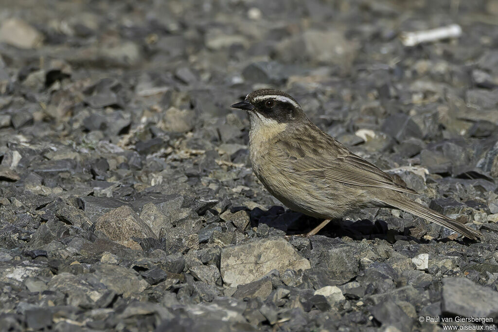 Brown Accentoradult