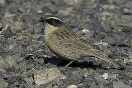 Brown Accentor