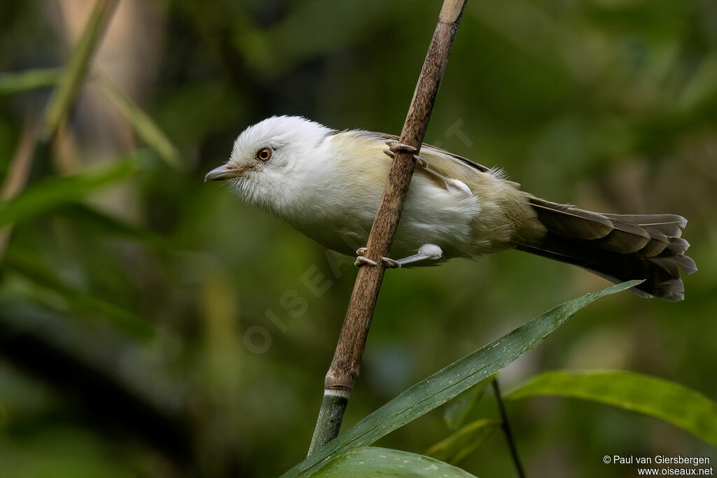 White-hooded Babbler