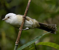 Actinodure à tête blanche