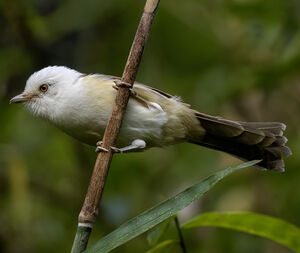Actinodure à tête blanche