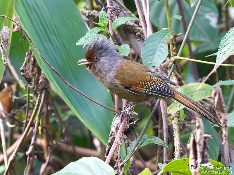 Rusty-fronted Barwing