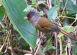 Rusty-fronted Barwing