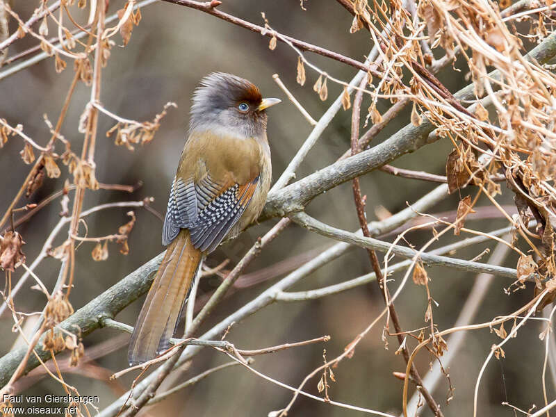 Rusty-fronted Barwingadult, identification