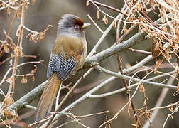 Rusty-fronted Barwing