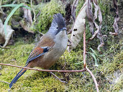 Streak-throated Barwing