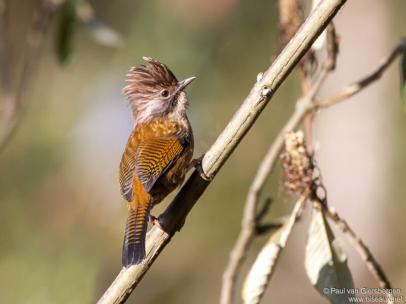 Hoary-throated Barwingadult