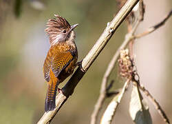 Hoary-throated Barwing