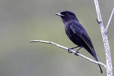 Ada à ailes blanches