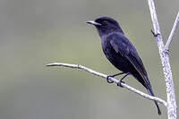 Ada à ailes blanches