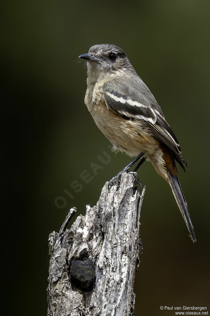 Ada à ailes blanches