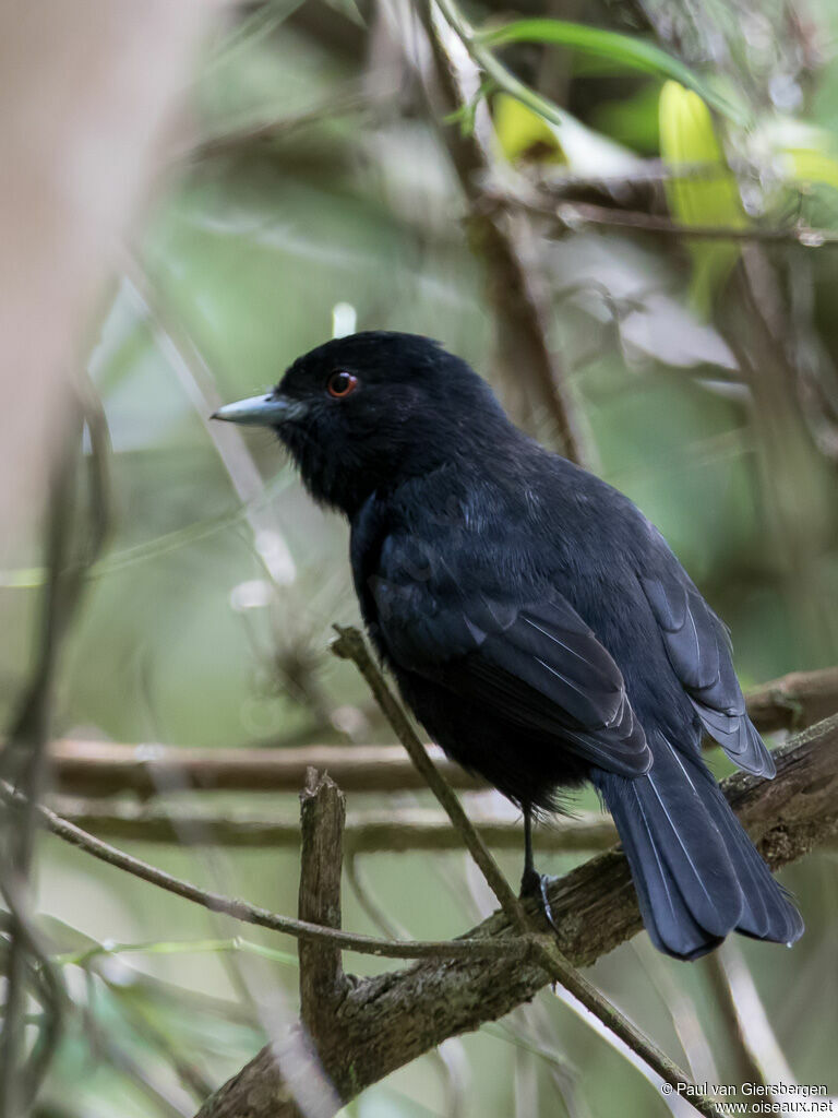 Blue-billed Black Tyrantadult