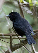 Blue-billed Black Tyrant