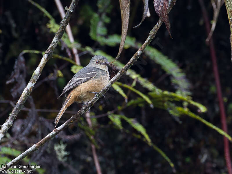 Rufous-tailed Tyrantadult, identification