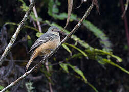 Rufous-tailed Tyrant