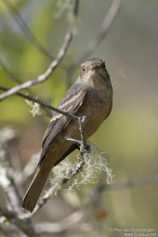 Rufous-tailed Tyrantadult