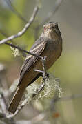 Rufous-tailed Tyrant