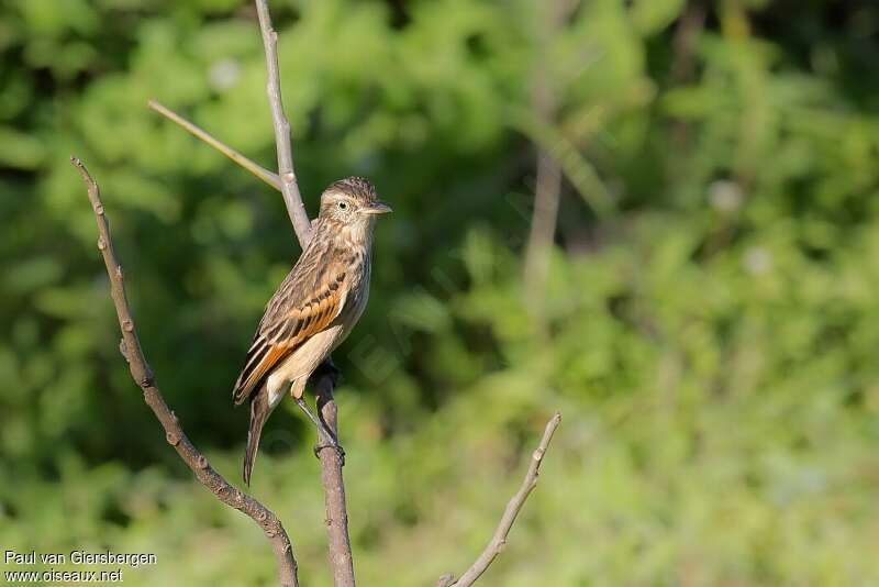 Spectacled Tyrant female adult, identification