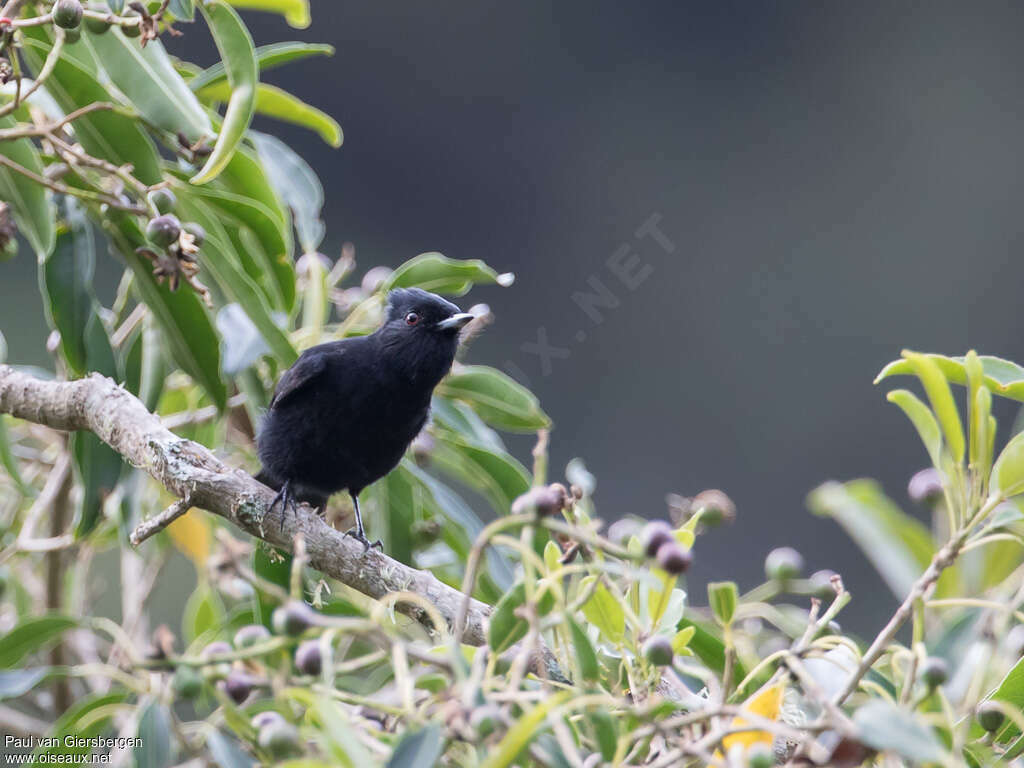 Velvety Black Tyrant male adult, identification