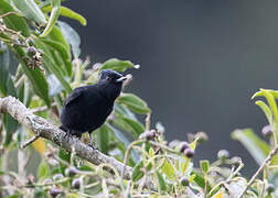 Velvety Black Tyrant