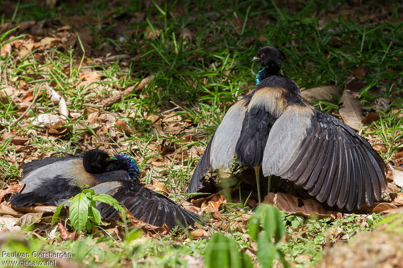 Grey-winged Trumpeteradult, pigmentation, Behaviour