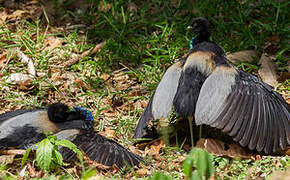 Grey-winged Trumpeter