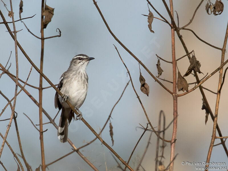 Brown-backed Scrub Robin