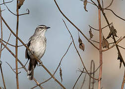 Brown-backed Scrub Robin