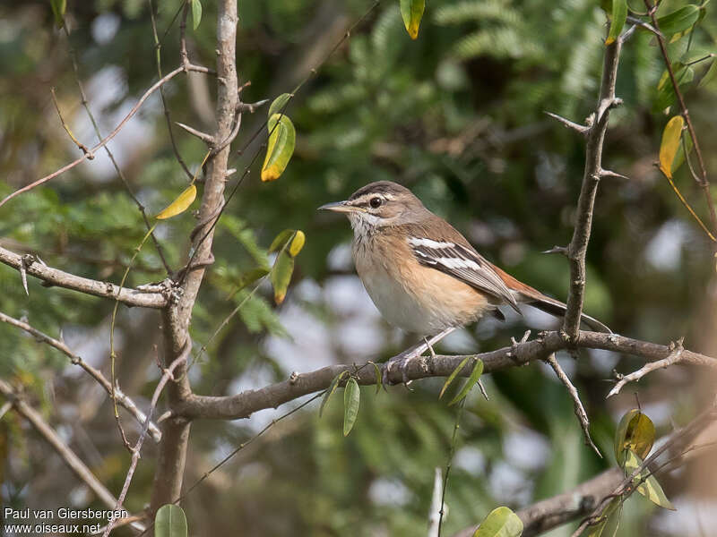 White-browed Scrub Robinadult, identification