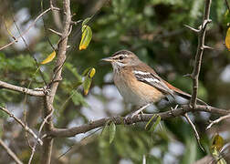 White-browed Scrub Robin