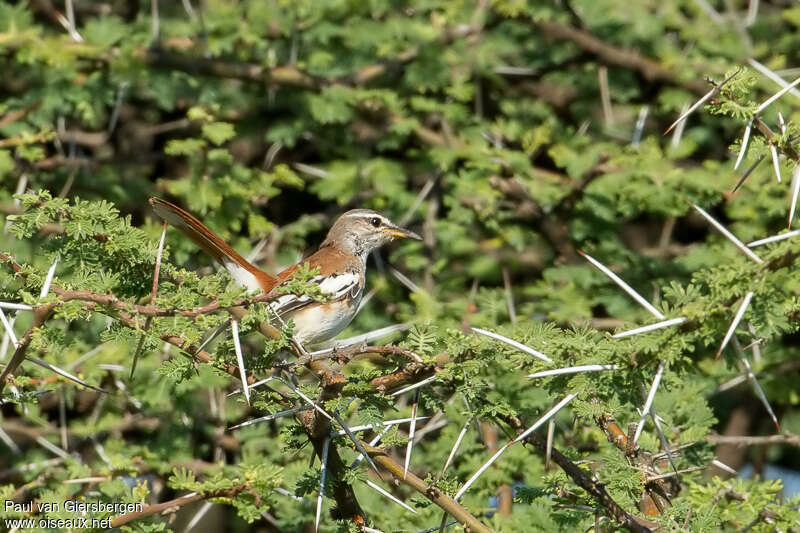 White-browed Scrub Robin, habitat, pigmentation, Behaviour